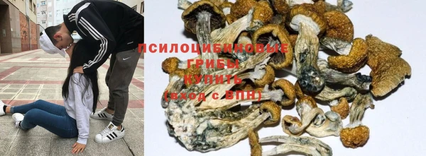 a pvp Новозыбков